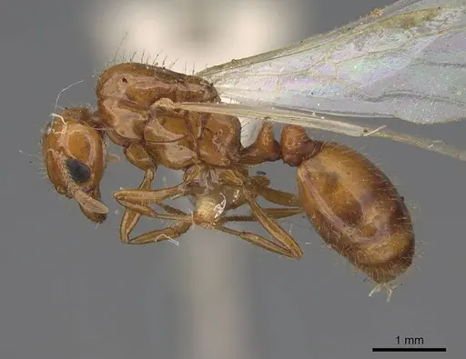 Solenopsis amblychila specimen CASENT8368711 image casent8368711_3