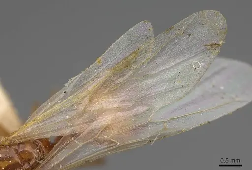 Solenopsis amblychila specimen CASENT8368711 image casent8368711_4