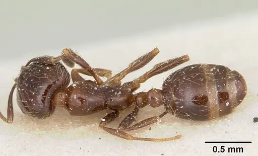 Solenopsis andina specimen CASENT0103212 image casent0103212_1