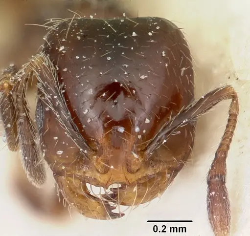 Solenopsis andina specimen CASENT0103212 image casent0103212_2