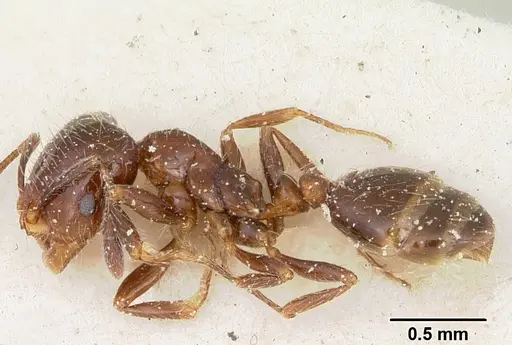 Solenopsis andina specimen CASENT0103212 image casent0103212_3
