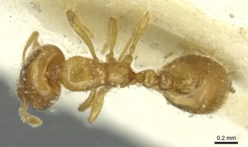 Solenopsis atlantis specimen CASENT0913877 image casent0913877_1