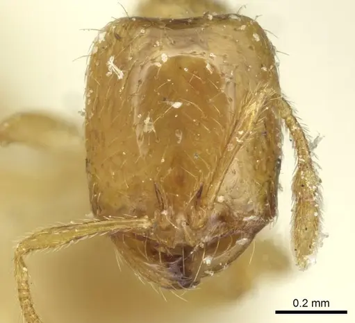 Solenopsis atlantis specimen CASENT0913877 image casent0913877_2