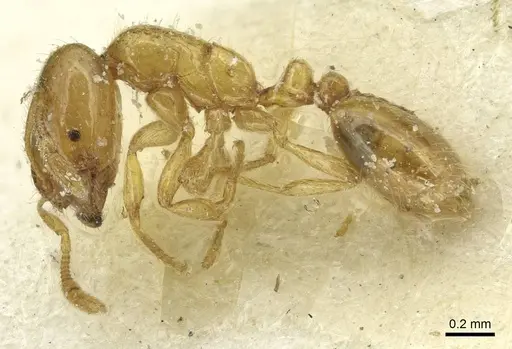 Solenopsis atlantis specimen CASENT0913877 image casent0913877_3