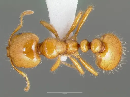Solenopsis aurea specimen CASENT0005803 image casent0005803_1