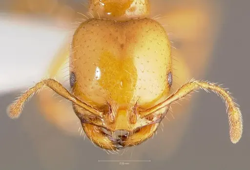 Solenopsis aurea specimen CASENT0005803 image casent0005803_2