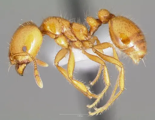 Solenopsis aurea specimen CASENT0005803 image casent0005803_3