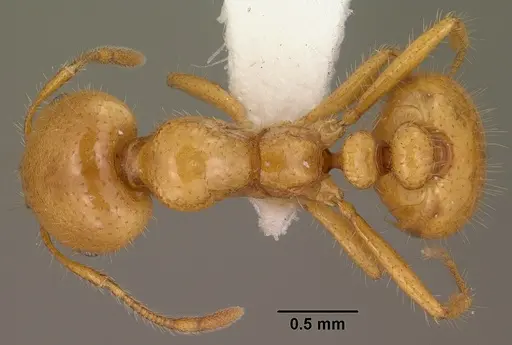 Solenopsis aurea specimen CASENT0102899 image casent0102899_1