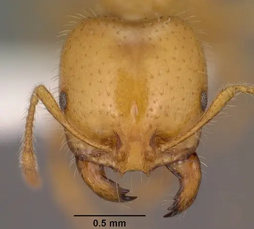 Solenopsis aurea specimen CASENT0102899 image casent0102899_2