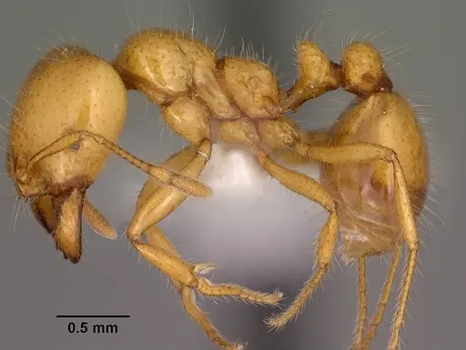 Solenopsis aurea specimen CASENT0102899 image casent0102899_3