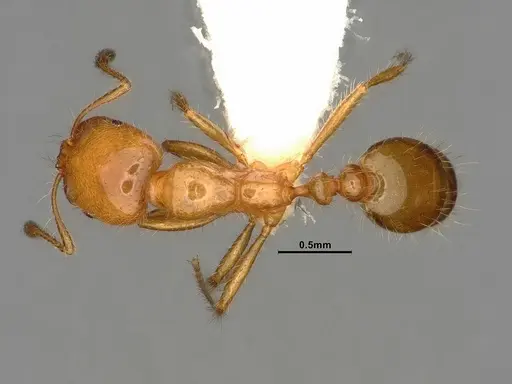 Solenopsis aurea specimen CASENT0884324 image casent0884324_1