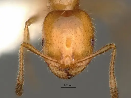 Solenopsis aurea specimen CASENT0884324 image casent0884324_2