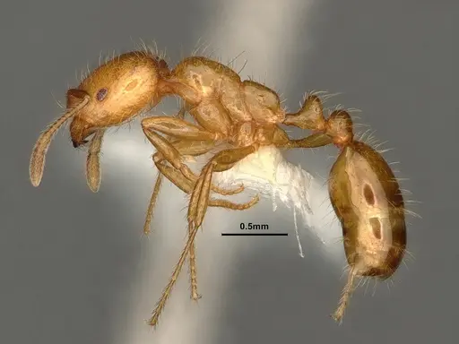 Solenopsis aurea specimen CASENT0884324 image casent0884324_3