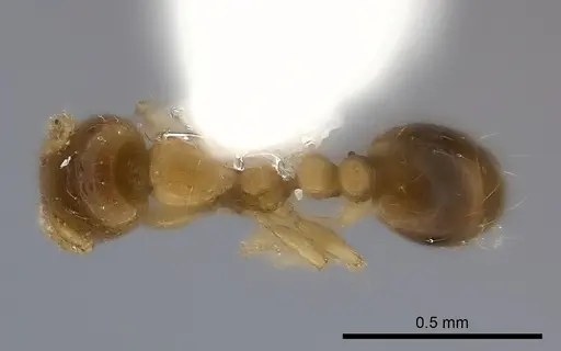 Solenopsis azteca specimen CASENT0217928 image casent0217928_1
