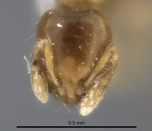 Solenopsis azteca specimen CASENT0217928 image casent0217928_2