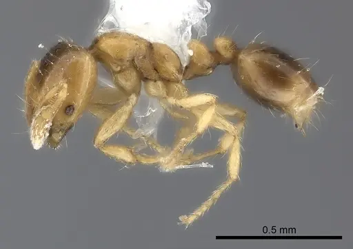 Solenopsis azteca specimen CASENT0217928 image casent0217928_3