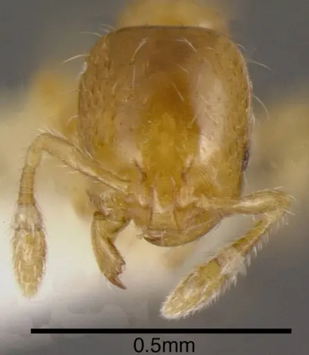 Solenopsis azteca specimen CASENT0636191 image casent0636191_1
