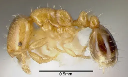 Solenopsis azteca specimen CASENT0636191 image casent0636191_2