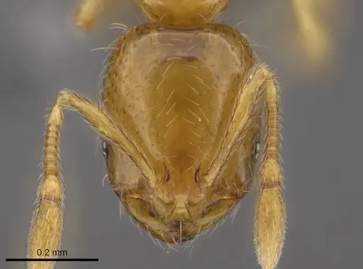 Solenopsis azteca specimen CASENT0766363 image casent0766363_1