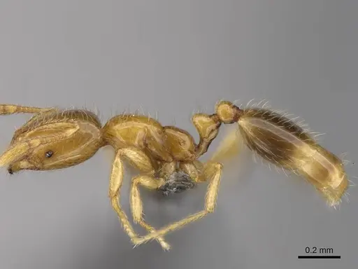 Solenopsis azteca specimen CASENT0766363 image casent0766363_2