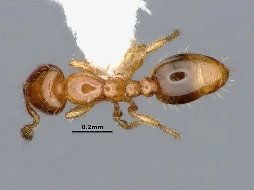 Solenopsis azteca specimen CASENT0884409 image casent0884409_1