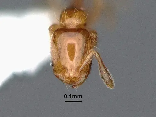 Solenopsis azteca specimen CASENT0884409 image casent0884409_2