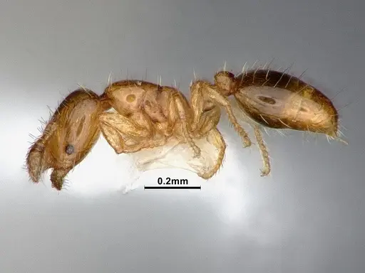 Solenopsis azteca specimen CASENT0884409 image casent0884409_3