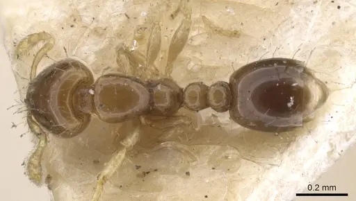 Solenopsis azteca specimen CASENT0902343 image casent0902343_1