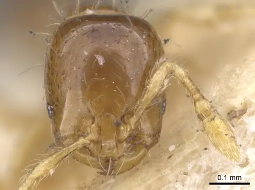 Solenopsis azteca specimen CASENT0902343 image casent0902343_2