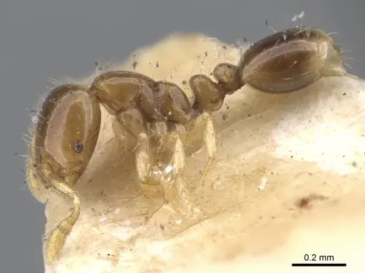 Solenopsis azteca specimen CASENT0902343 image casent0902343_3