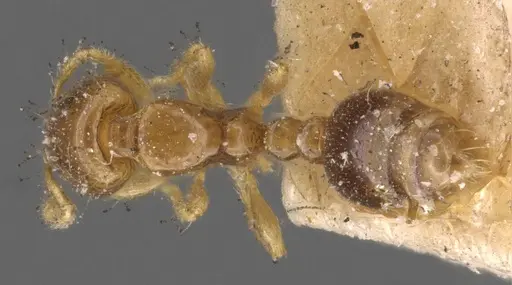 Solenopsis azteca specimen CASENT0908813 image casent0908813_1