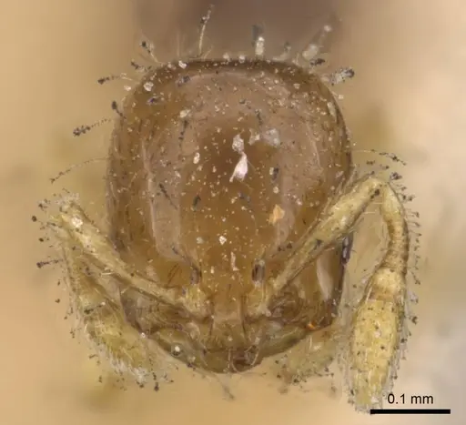 Solenopsis azteca specimen CASENT0908813 image casent0908813_2