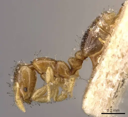 Solenopsis azteca specimen CASENT0908813 image casent0908813_3