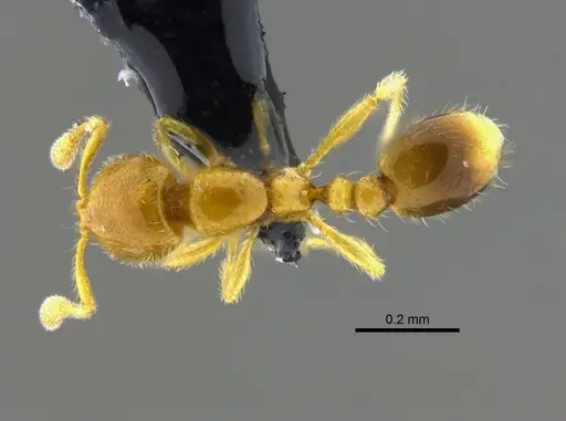 Solenopsis azteca specimen CBUMAGENT42012 image cbumagent42012_1