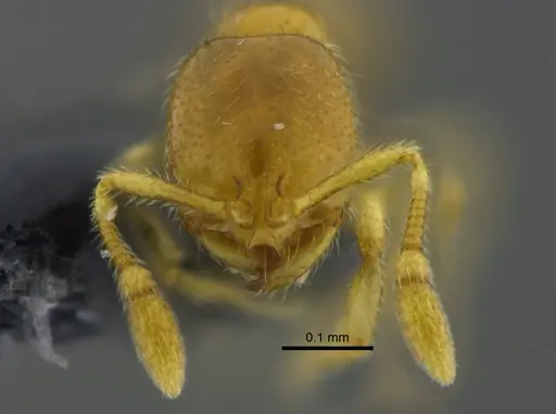 Solenopsis azteca specimen CBUMAGENT42012 image cbumagent42012_2