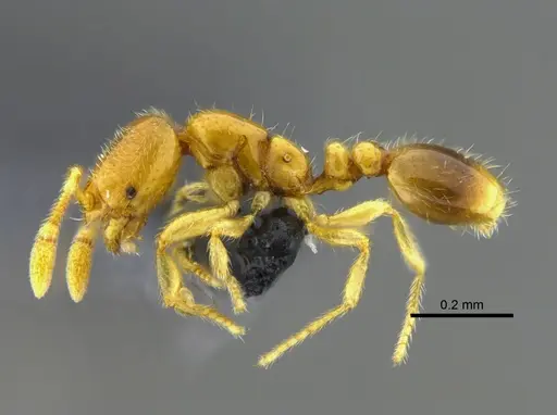 Solenopsis azteca specimen CBUMAGENT42012 image cbumagent42012_3