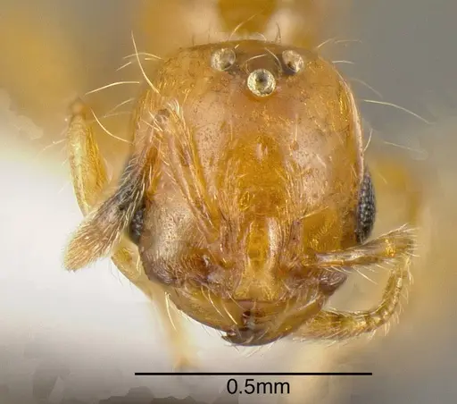Solenopsis azteca specimen INBIOCRI001253986 image inbiocri001253986_1