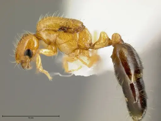 Solenopsis azteca specimen INBIOCRI001253986 image inbiocri001253986_2