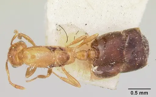 Solenopsis basalis specimen CASENT0104998 image casent0104998_1