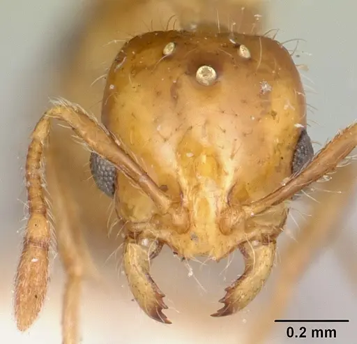 Solenopsis basalis specimen CASENT0104998 image casent0104998_2