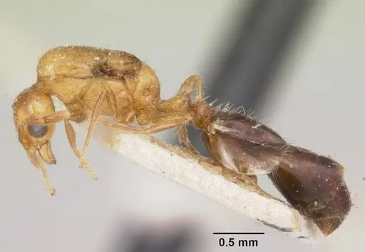 Solenopsis basalis specimen CASENT0104998 image casent0104998_3