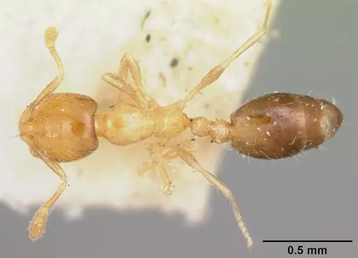 Solenopsis basalis specimen CASENT0104999 image casent0104999_1