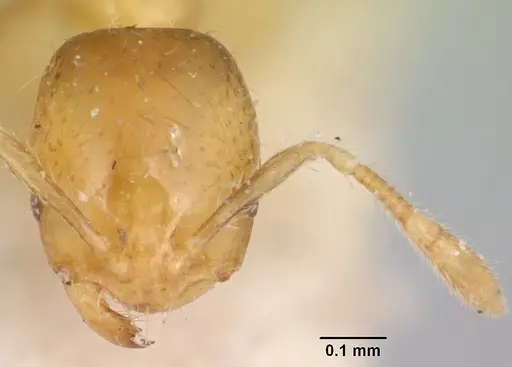 Solenopsis basalis specimen CASENT0104999 image casent0104999_2