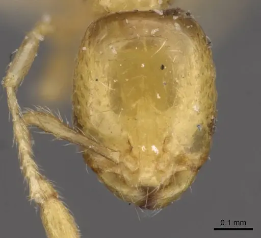 Solenopsis basalis specimen CASENT0908816 image casent0908816_2