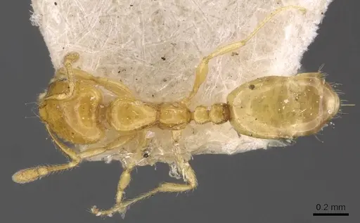 Solenopsis basalis specimen CASENT0908817 image casent0908817_1