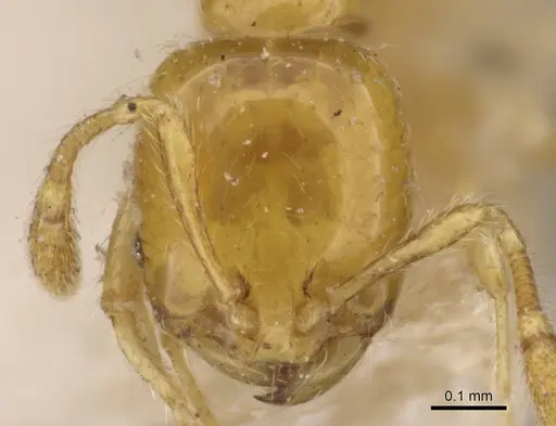 Solenopsis basalis specimen CASENT0908817 image casent0908817_2