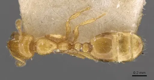 Solenopsis basalis specimen CASENT0908818 image casent0908818_1