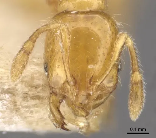 Solenopsis basalis specimen CASENT0908818 image casent0908818_2