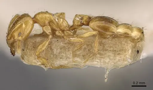 Solenopsis basalis specimen CASENT0908818 image casent0908818_3