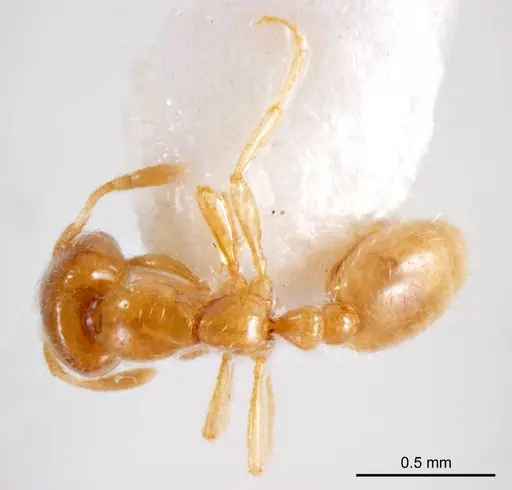 Solenopsis belisarius specimen ANTWEB1008716 image antweb1008716_1